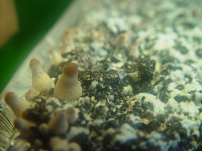 Growing Magic Mushrooms