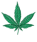 Cannabis leaves